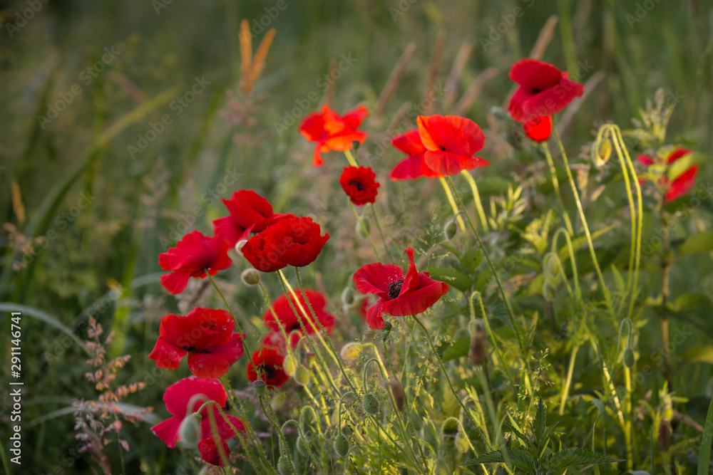 Fototapeta premium Common poppy (Papaver rhoeas)