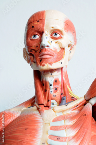 human muscle anatomy model
