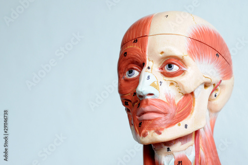 human muscle anatomy model