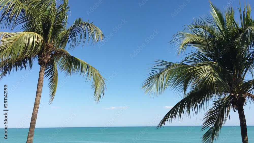 Coconut palm trees on town beach in Broome Western Australia.