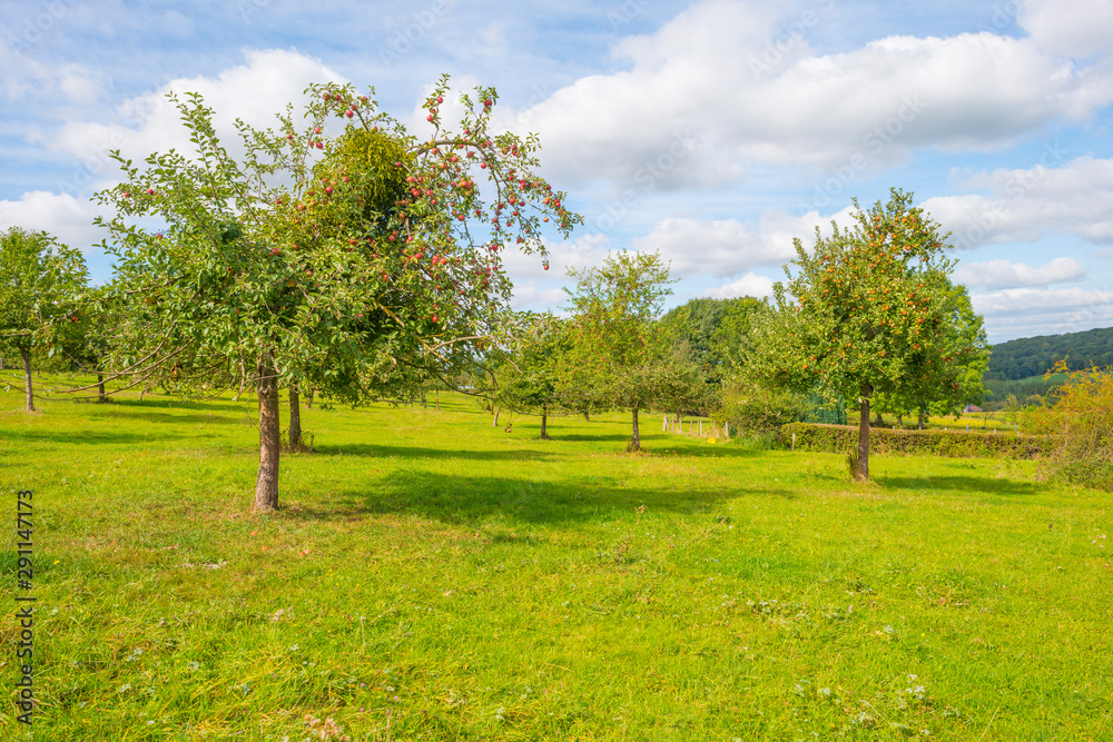 Apple trees in an orchard in a green meadow below a blue sky in sunlight in autumn Apple trees in an orchard in a green meadow below a blue sky in sunlight in autumn