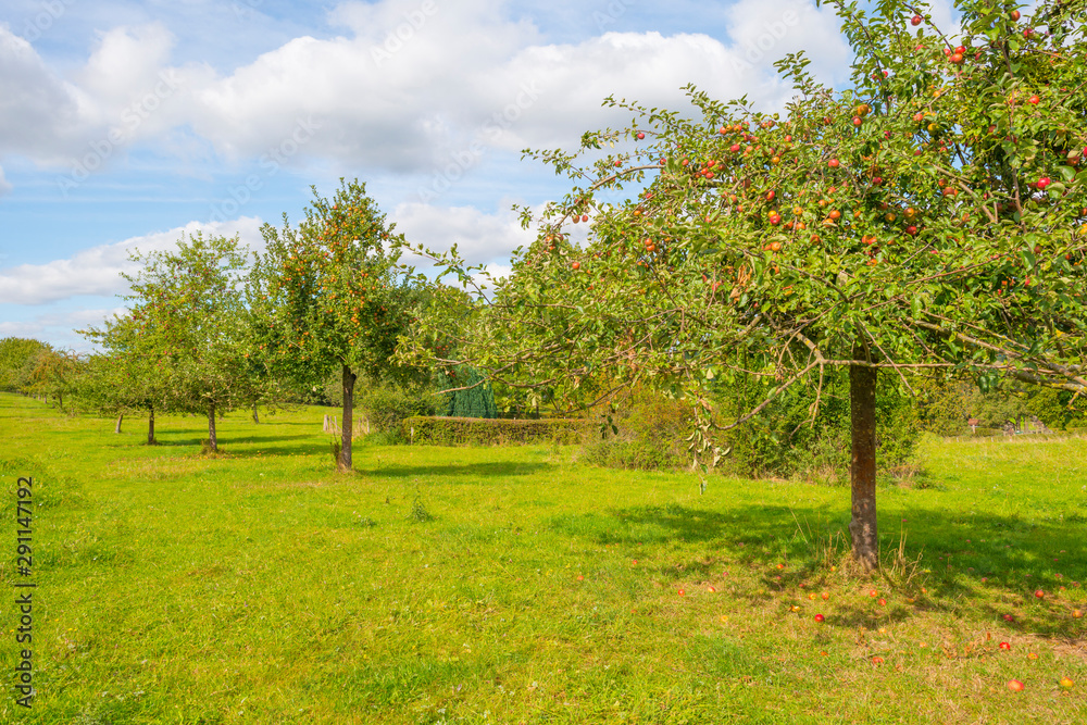 Apple trees in an orchard in a green meadow below a blue sky in sunlight in autumn Apple trees in an orchard in a green meadow below a blue sky in sunlight in autumn