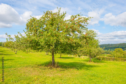 Apple trees in an orchard in a green meadow below a blue sky in sunlight in autumn