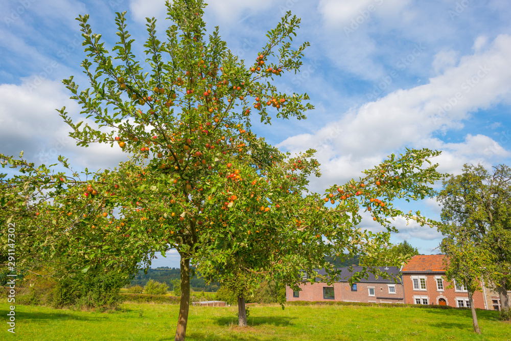 Apple trees in an orchard in a green meadow below a blue sky in sunlight in autumn Apple trees in an orchard in a green meadow below a blue sky in sunlight in autumn