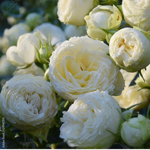 white rose bush