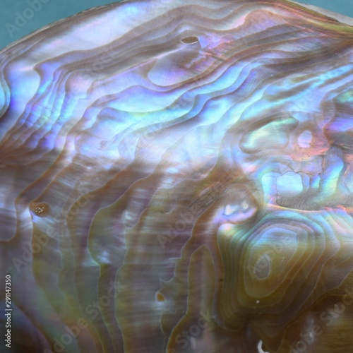 abalone shell