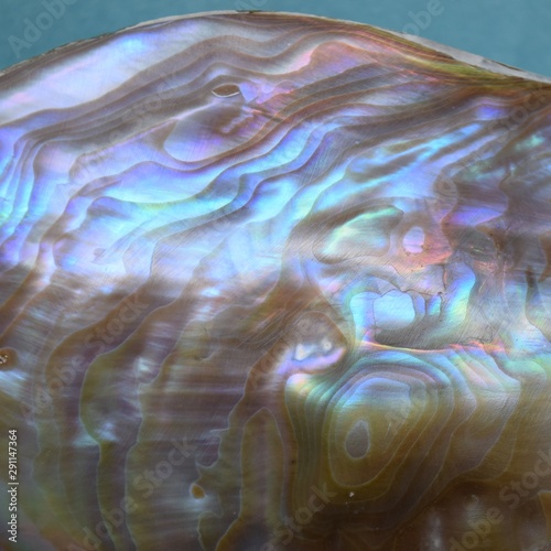 abalone shell