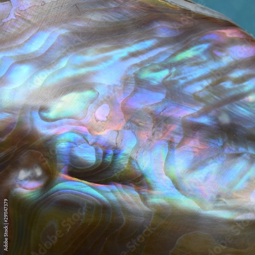 abalone shell