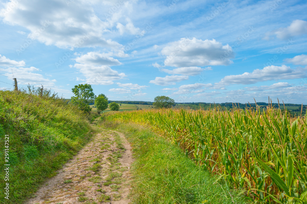 Corn growing in a field below a blue sky in sunlight in autumn