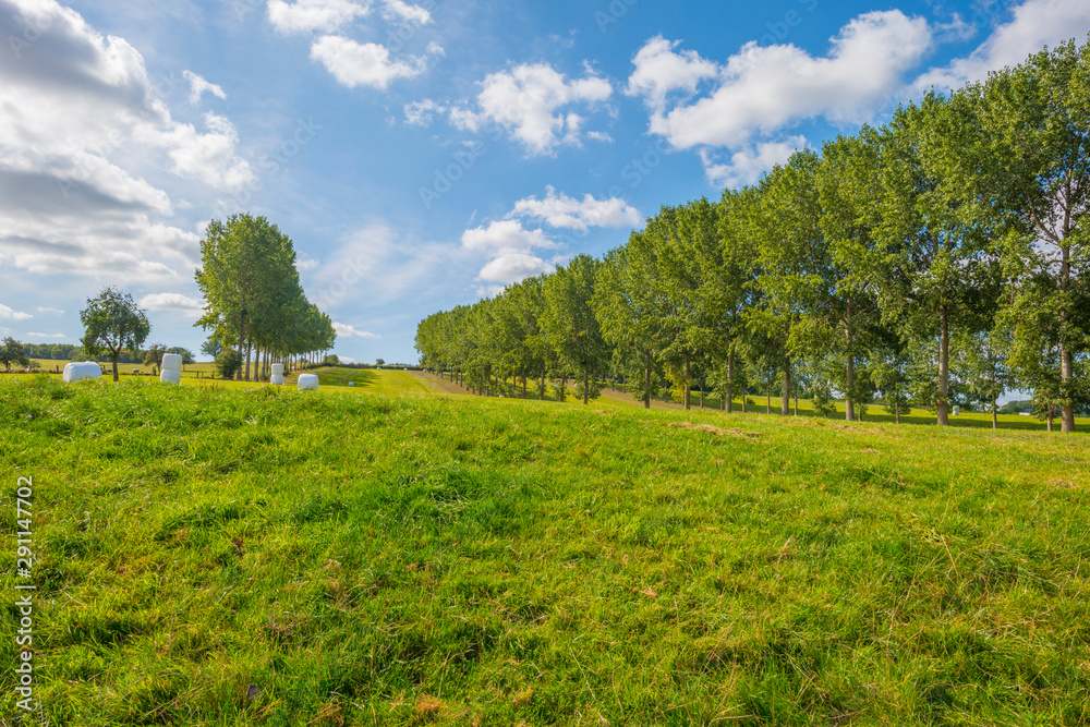 Trees in a meadow on a hill below a blue sky in sunlight in autumn Trees in a meadow on a hill below a blue sky in sunlight in autumn
