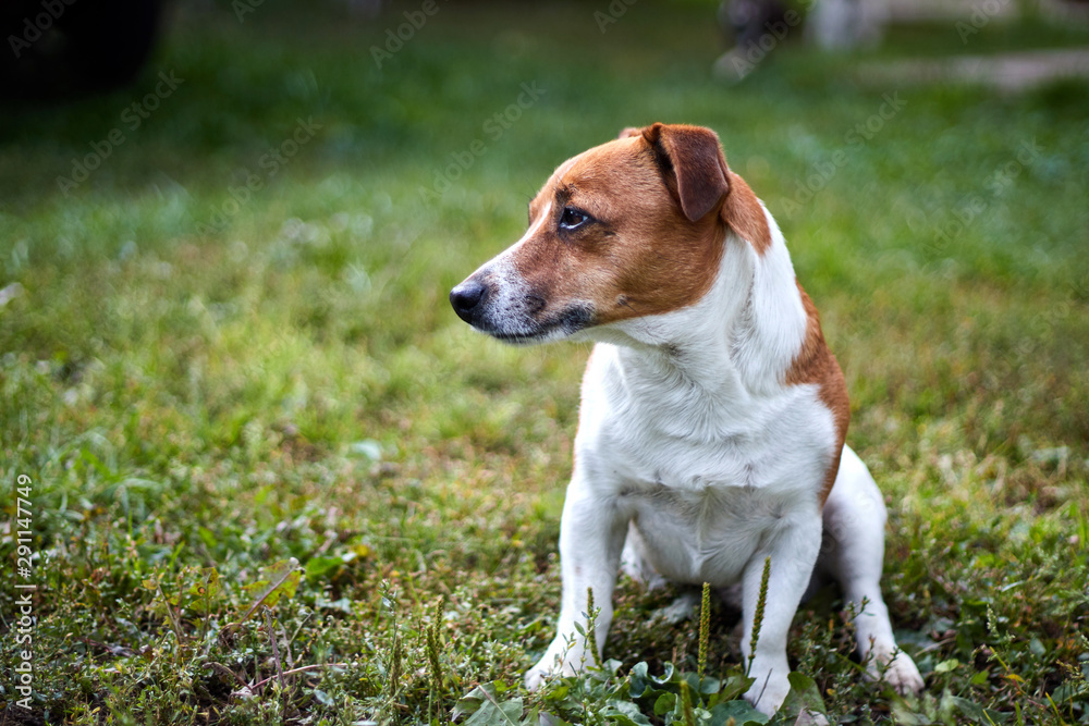 cute beautiful dog breed Jack Russell in profile on a walk