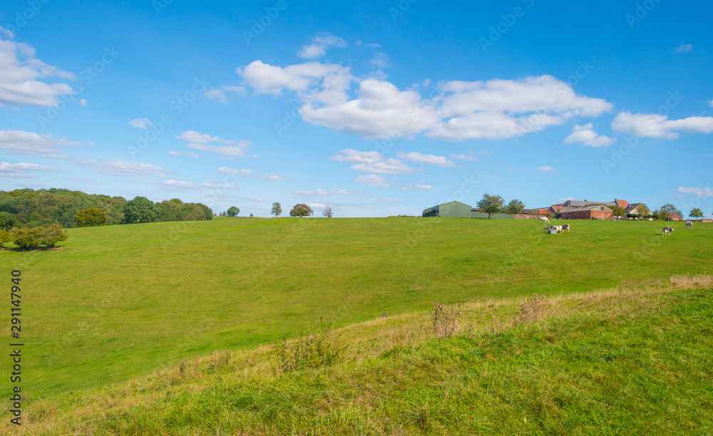 Herd of cows in a green meadow below a blue sky in sunlight in autumn