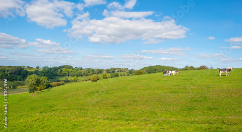 Herd of cows in a green meadow below a blue sky in sunlight in autumn