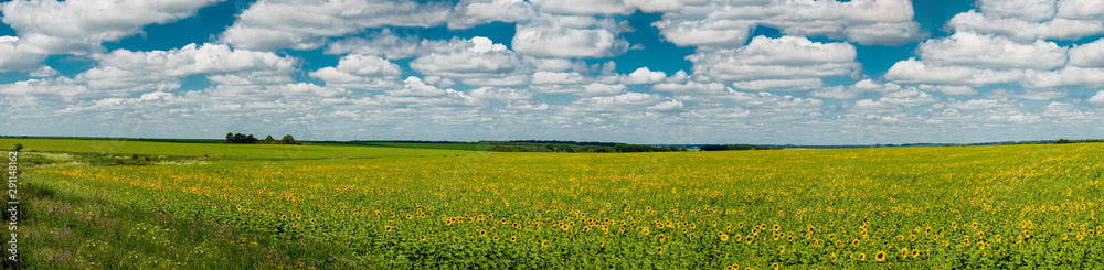 Panoramic view of a field of sunflowers on a background of a blue sky with white clouds. Kharkov region, Ukraine