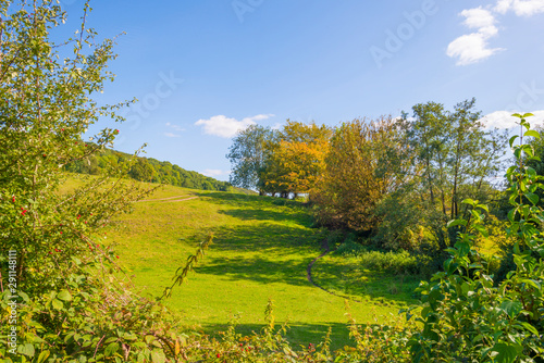 Fototapeta Naklejka Na Ścianę i Meble -  Trees in a meadow on a hill below a blue sky in sunlight in autumn