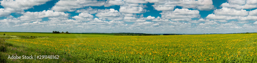 Panoramic view of a field of sunflowers on a background of a blue sky with white clouds. Kharkov region, Ukraine