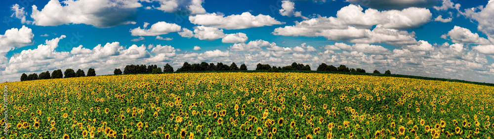 Panoramic view of a field of sunflowers on a background of green trees and blue sky with white clouds. Cherkasy region, Ukraine