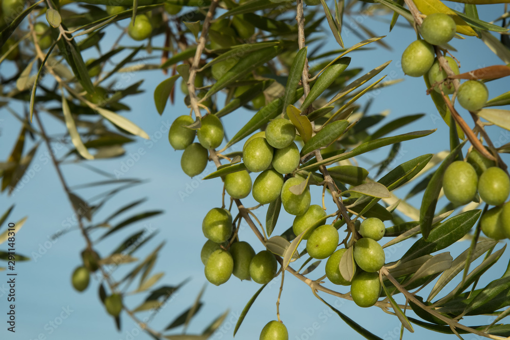 Olive tree full of ripe olives before harvest.