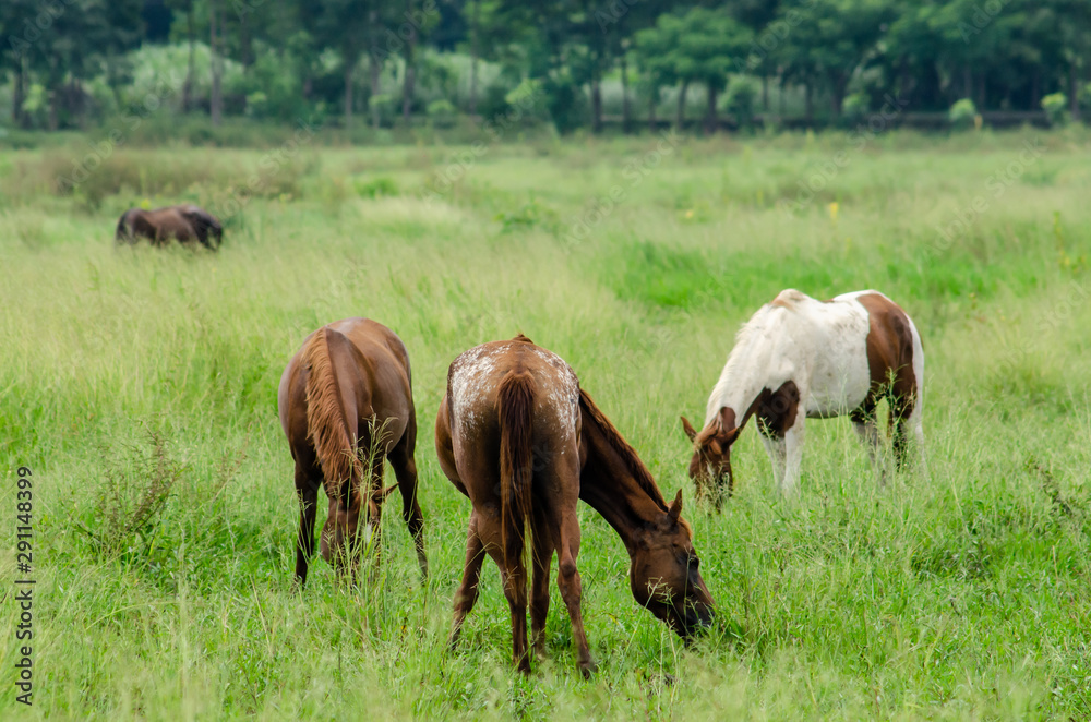 Fototapeta premium The horse is eating grass