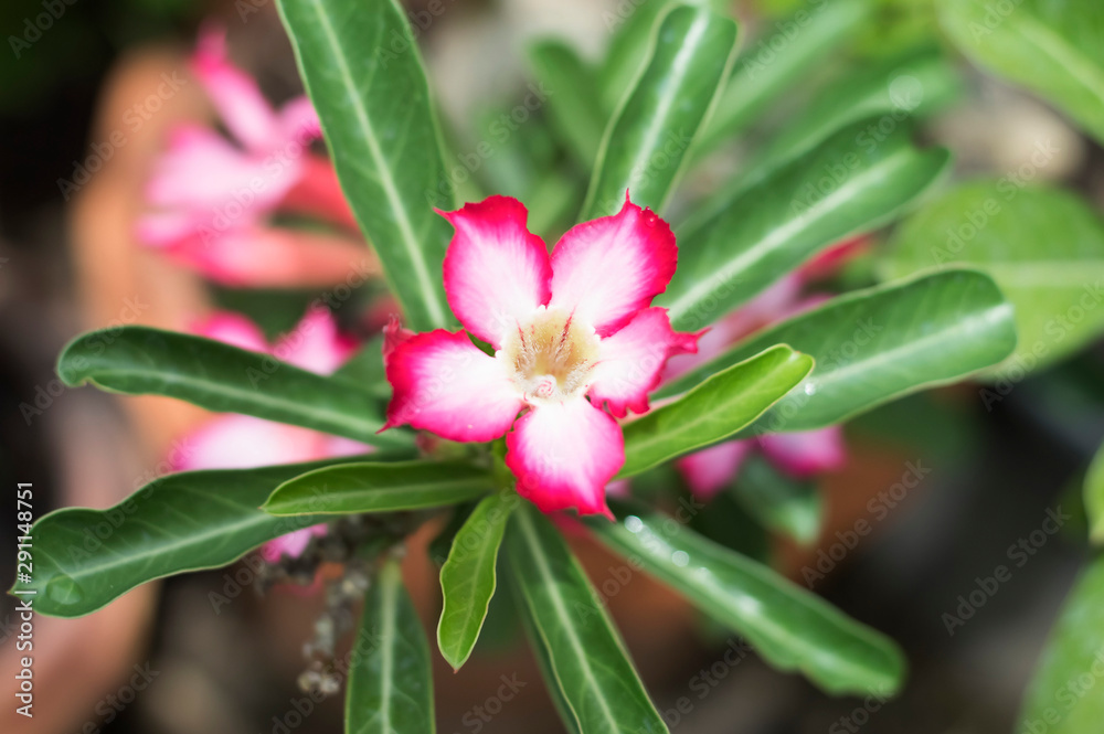 beautiful of desert rose beautiful of desert rose