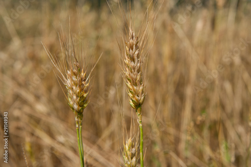 Başak ve buğday