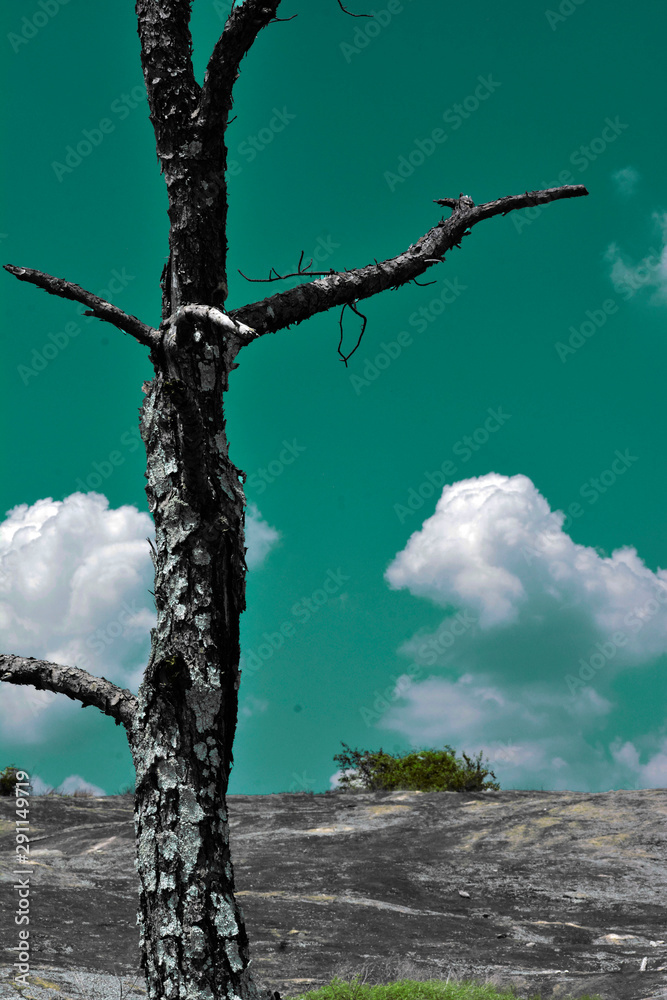 Fototapeta premium Persistent Survival - Landscape Photography