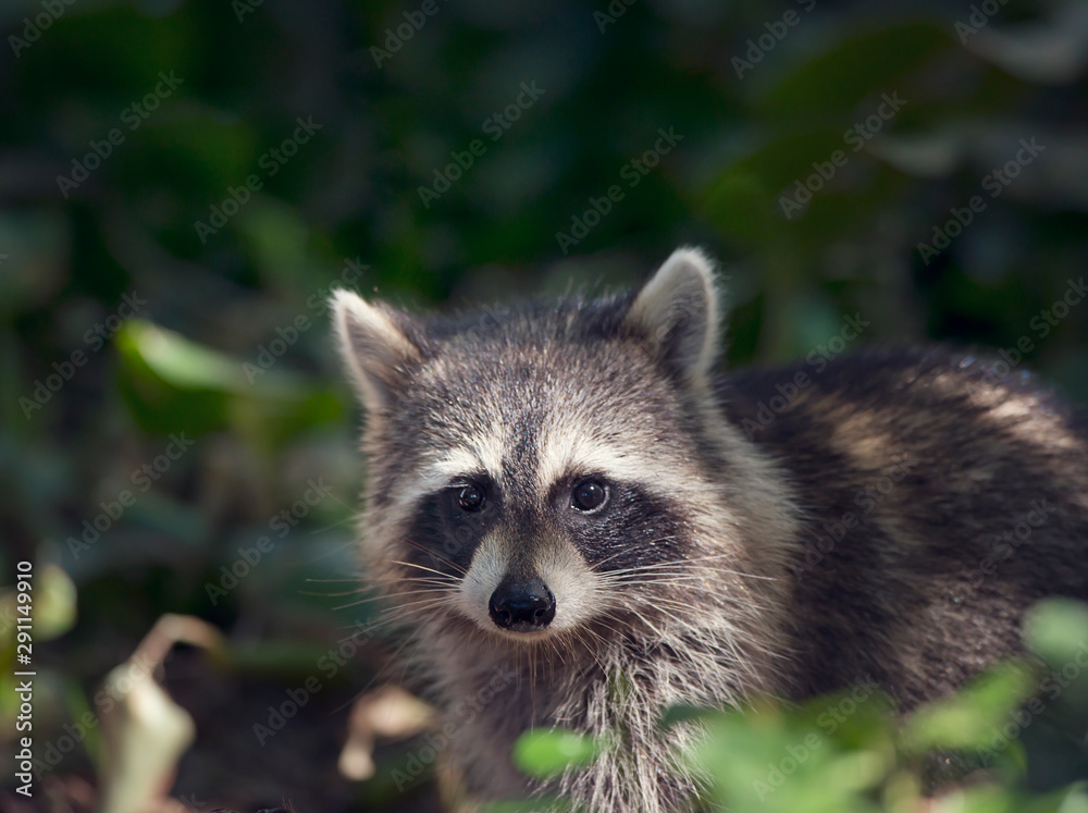Cute wild raccoon looking out