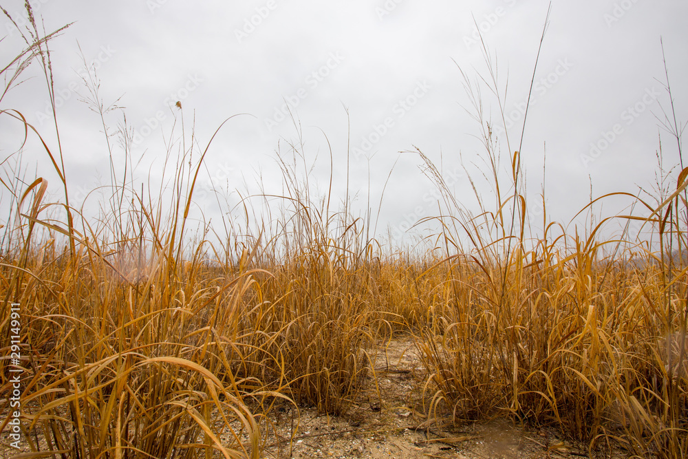 Fototapeta premium winter grass on beach at flag pond nature park in calvert county southern maryland usa