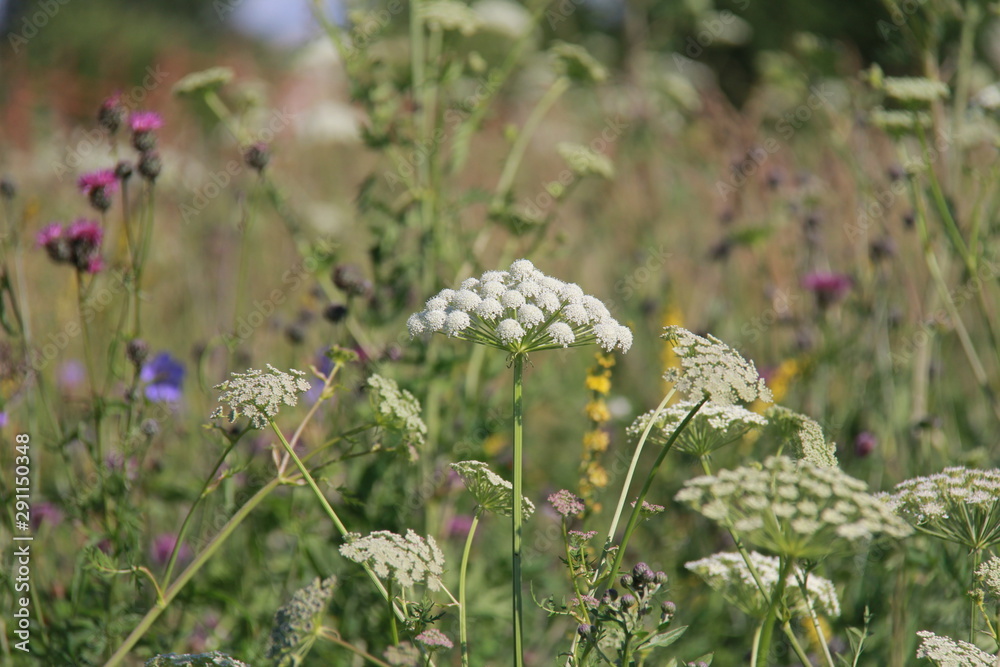 Summer field grasses and flowers Summer field grasses and flowers