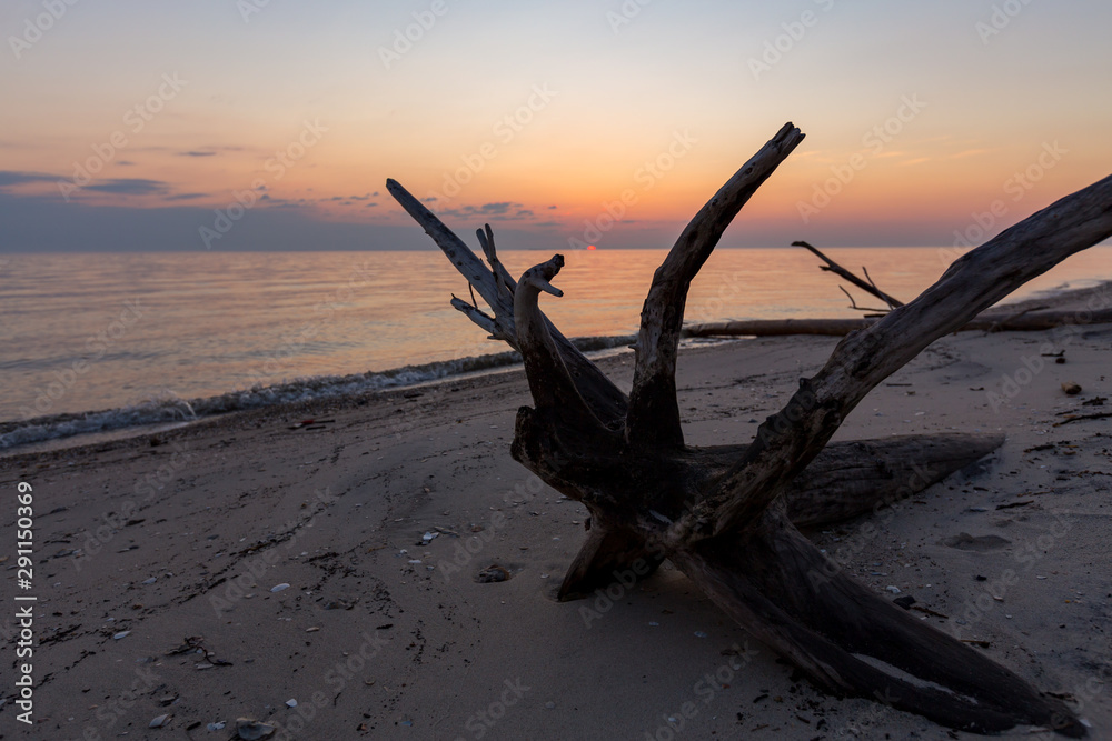 beautiful sunrise on the chesapeake bay with driftwood in southern maryland calvert county usa