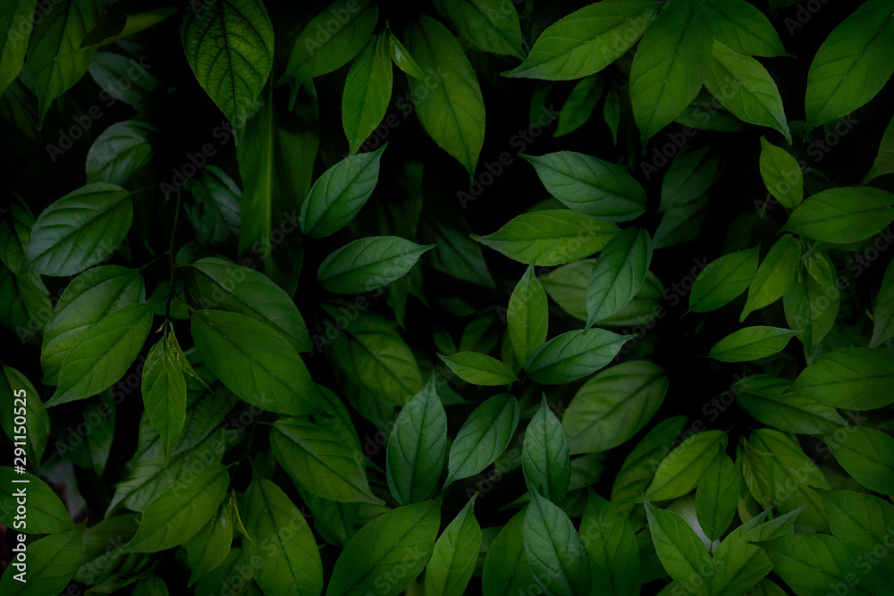 Green leaf background. Tropical leaves in the  green leaves  texture and wallpaper,environment,good  concept nature and plant.  Stock Photo | Adobe Stock