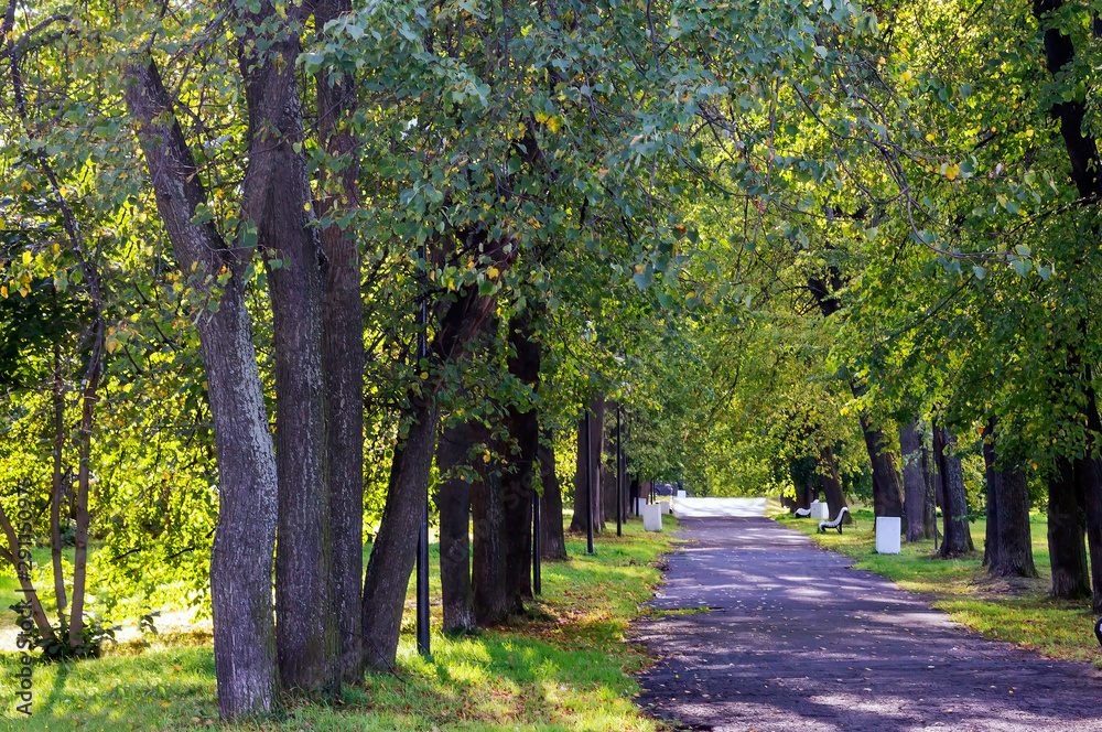 Naklejka premium Miejska aleja w parku wśród starych drzew liściastych