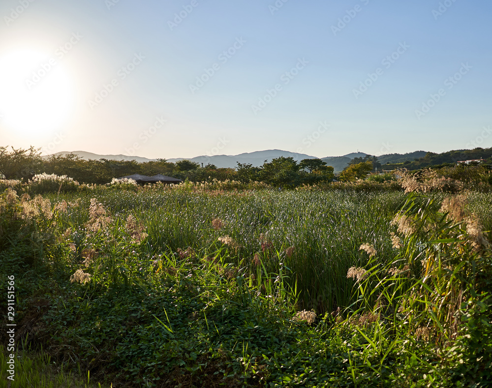 Φωτογραφία A view of the reed beds during a sunny day at the Suncheonman Bay Wetland Reserve in South Korea