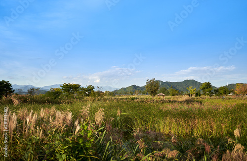 A view of reed beds and a hut at the Suncheonman Bay Wetland Reserve in South Korea.