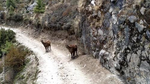 Female Siberian ibexes (Capra sibirica sakeen) walks on the dirt road and then moves up the slope of hill in Himalayas in Sagarmatha national park in Nepal.  photo