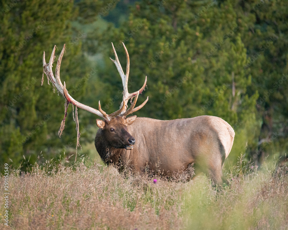 Ragged Bull Elk