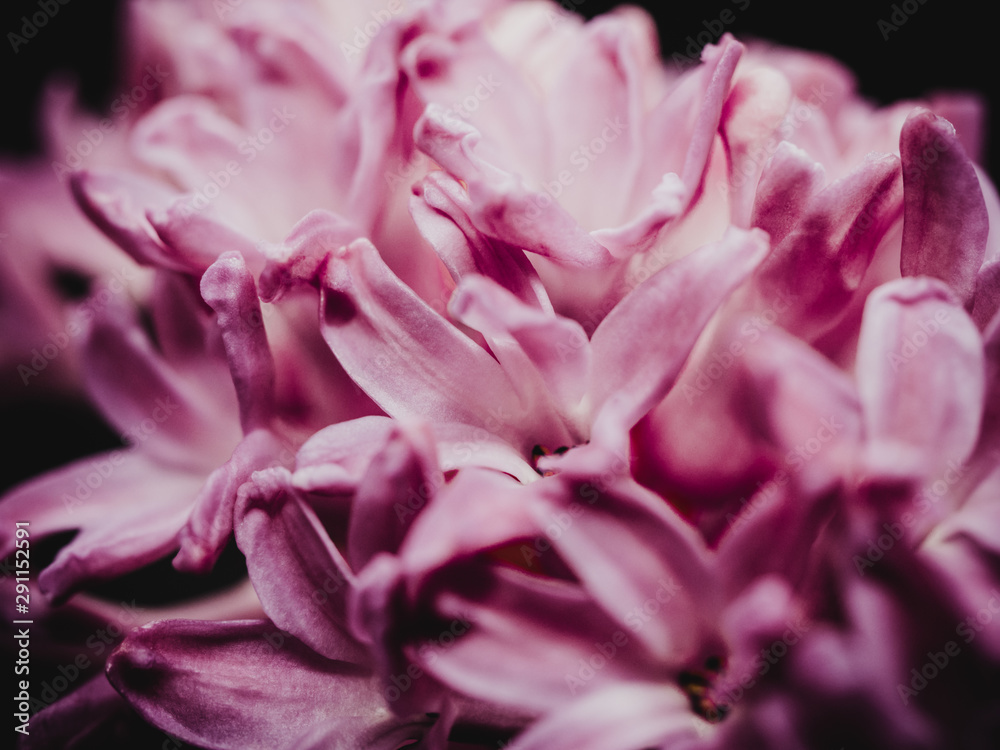 Macro shot of hyacinth blossoms