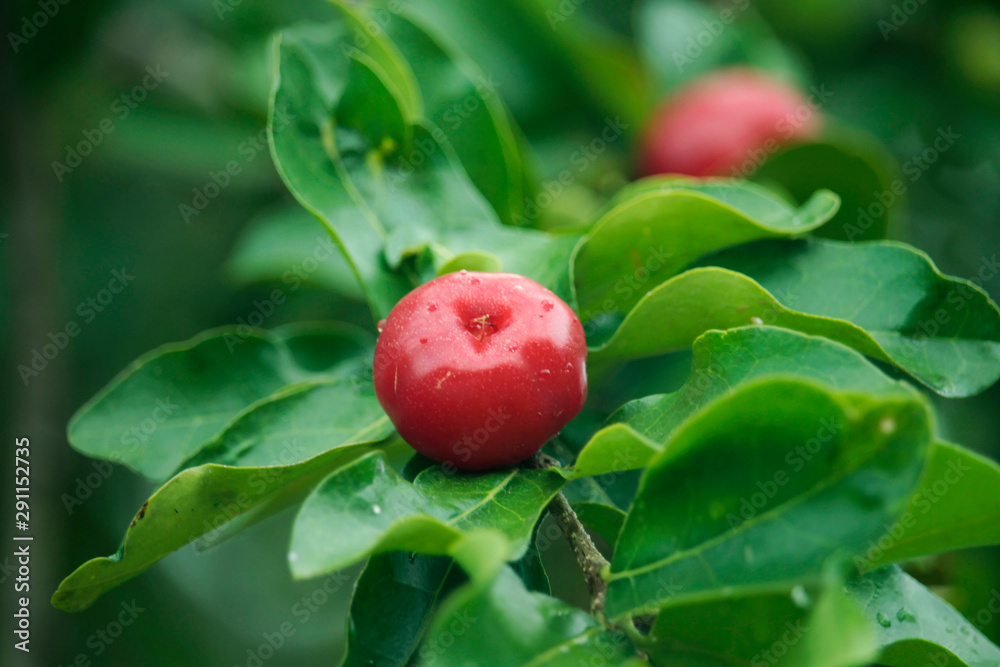 Acerola cherries fruit on the tree with water drop