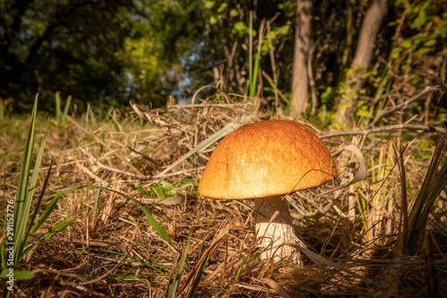 a stone mushroom with his bright brown hat stands on a clearing.