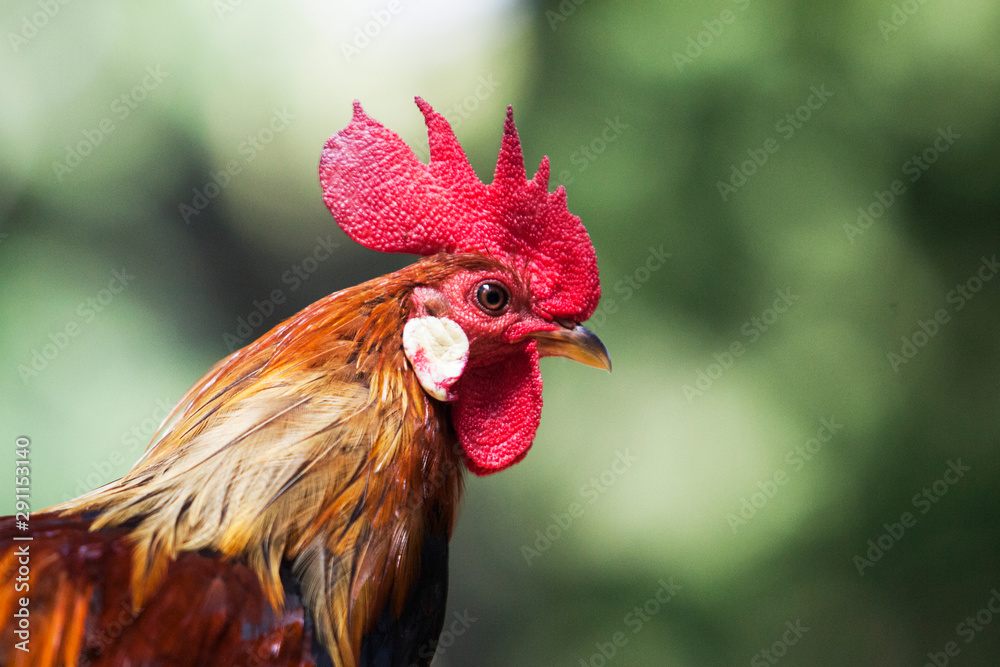 The style of the Thai jungle fowl