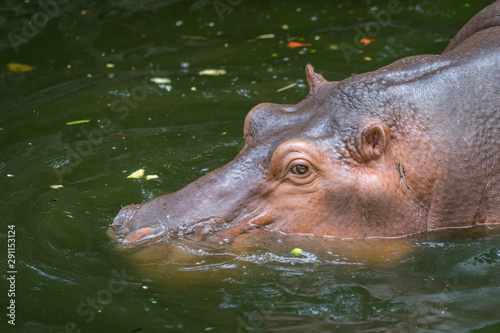 Hippopotamus is playing water in the lake. Animal and wildlife in nature photo.