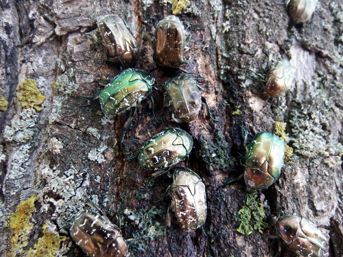 Green shiny beetles on a tree