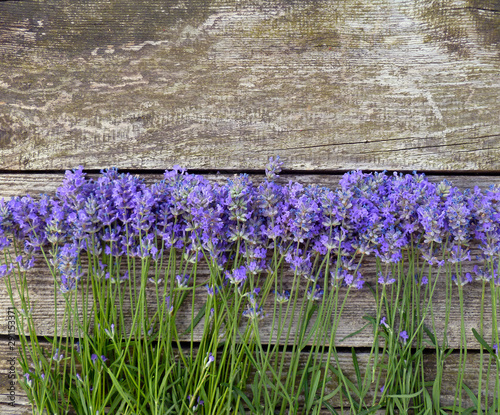 Fototapeta Naklejka Na Ścianę i Meble -  Bunch of fresh lavender flowers on a wooden background.  Top view of floral border or frame with lavender flowers. Floral background of purple flowers of lavender. Frame with space for text, postcard.