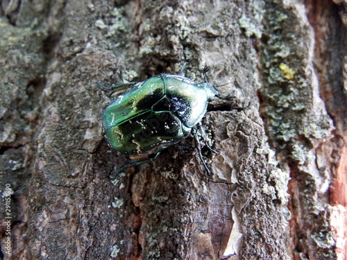 Green shiny beetle on a tree