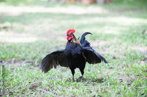 The style of the Thai jungle fowl