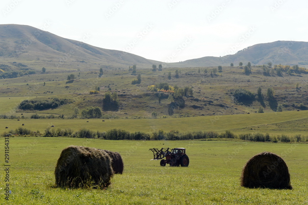 Obraz premium Harvesting feed in the foothills of the Altai Mountains. Western Siberia