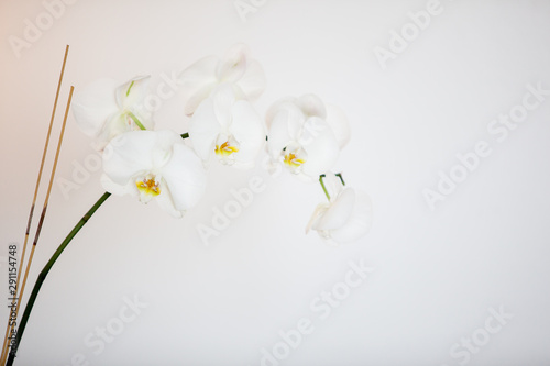 Fototapeta Naklejka Na Ścianę i Meble -  Orchidee, weiß