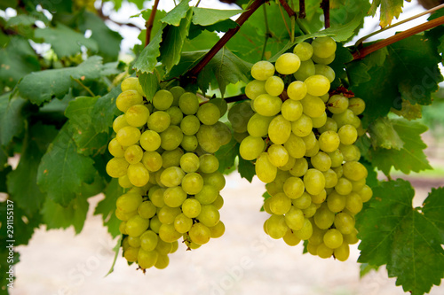  Green wine grapes background