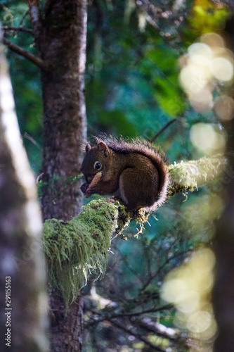 Red squirrel in Glacier Bay, Alaska