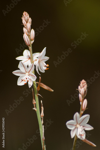 Two white asphodel specimens.